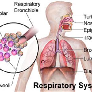  Forms And Types Of Bronchitis