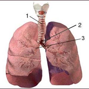 Treatments For Bronchitis 