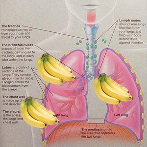 The Effects Of Bronchitis - 7 Simple Bronchitis Treatment Tips