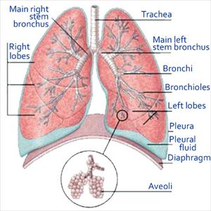 Bronchitis Common Antibiotic Z - Bronchitis And Pneumonia - Various Differences Explained